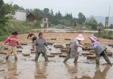 貴州：水稻育秧集中化 “流水線”上生產(chǎn)忙