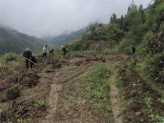 休寧縣回嶺村：撂荒地里種下金種子