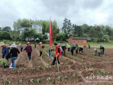 湖南攸縣寧家坪鎮(zhèn):：建五百畝煙薯基地??培百萬元市場新體