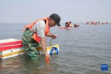 河北唐山：投礁種草修復(fù)渤海生態(tài) “海底沙漠”現(xiàn)“綠洲”