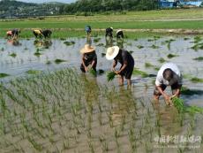 湖南宜章黃沙鎮(zhèn)：煙稻輪作助農(nóng)增收