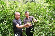 隆回縣麻塘山鄉(xiāng)：野生古樹(shù)茶變成“黃金葉”