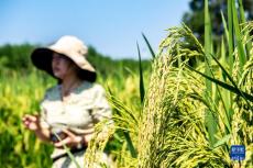 重慶大足：五彩稻田好“豐”景