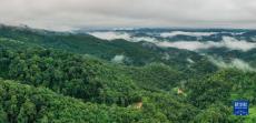 “普洱景邁山古茶林文化景觀”申遺成功