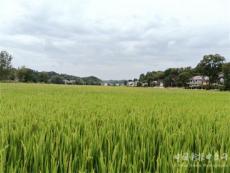 處處“豐”景——湖南攸縣寧家坪鎮(zhèn)農(nóng)業(yè)產(chǎn)業(yè)發(fā)展見(jiàn)聞