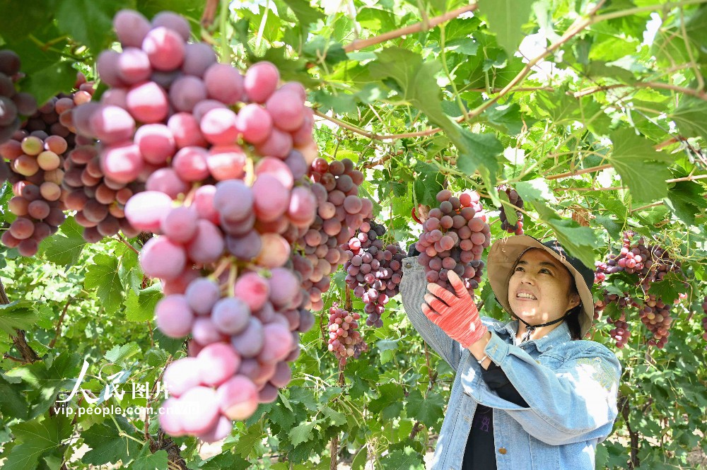 2023年9月19日，新疆昌吉回族自治州昌吉市三工鎮(zhèn)二工村葡萄種植基地，農(nóng)民在田間采摘、搬運(yùn)、分揀、裝車，一派豐收景象。