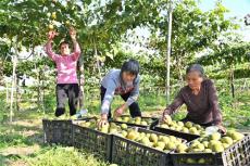 湖南隆回金石橋鎮(zhèn)：果蔬飄香產業(yè)興旺