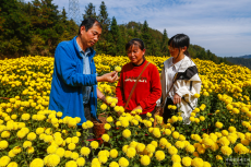 安徽黃山：歙縣萬(wàn)畝菊花采收忙