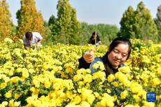 山東嘉祥：有機(jī)菊花助增收