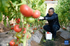 寧夏平羅“水果西紅柿”喜獲豐收 1月1日，平羅縣高仁鄉(xiāng)村