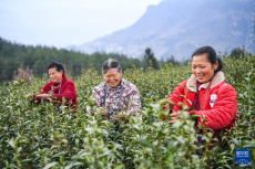 重慶奉節(jié)：春茶采摘正當時