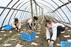 湖南隆回麻塘山鄉(xiāng)：種植羊肚菌“冬閑田”變成“致富田”