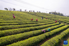 湖南望城：明前茶飄香 茶農(nóng)采制忙