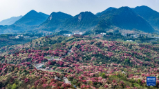 貴州畢節(jié)：大地春歸 花開錦繡