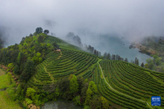 浙江金華：千年貢茶煥發(fā)新生 一片茶葉富一方百姓