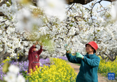 河北晉州：梨鄉(xiāng)果農(nóng)疏花授粉忙