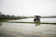 衡陽市珠暉區(qū)：早稻開插 “綠色”種田