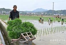 隆回羊古坳鎮(zhèn)：創(chuàng)建再生稻示范引領(lǐng)糧食產(chǎn)業(yè)提質(zhì)增效