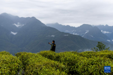 西藏墨脫：茶園飄香富山民