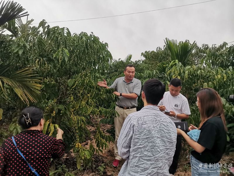 李豫在咖啡園向當?shù)厝罕娊榻B新品種。本人供圖