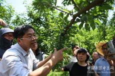 貴州：科技種植蜂糖李“雙突破”