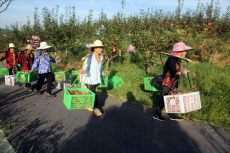 衡陽市珠暉區(qū)：果農(nóng)開心收“梨”物?引來游客采摘“熱”