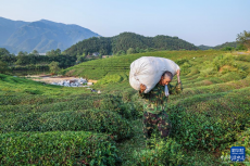 浙江建德：夏茶迎豐收