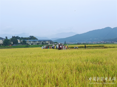 福建永安：黨建賦能“稻”路寬