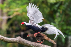 福建永安首家觀鳥協(xié)會成立