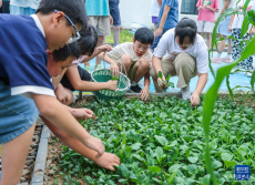 金秋校園勞動實踐迎豐收