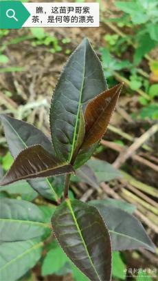 六大河報道 | 尹哥紫茶：烏蒙大山的茶中珍品