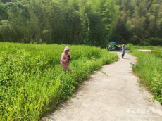 福建三明永安：水稻制種“趕花”忙