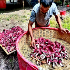 福建永安：野生紅菇“紅”了山村 富了菇農(nóng)