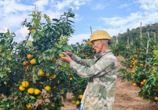 福建永安：“紅美人”迎來高甜時(shí)刻