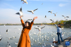 寧夏銀川：“塞上江南”迎來上萬只越冬紅嘴鷗