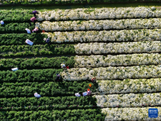 江蘇射陽：菊花采收忙