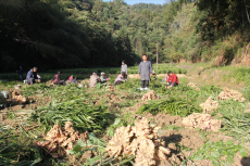 復(fù)耕地里種黃姜，今年創(chuàng)收180萬(wàn)元