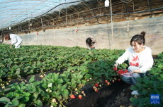 北京平谷：草莓成熟上市