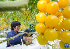 河北撫寧：高品質(zhì)蔬菜種植促增收