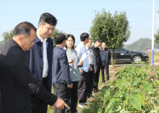 湖南攸縣寧家坪鎮(zhèn)雙田村香芋產(chǎn)業(yè)發(fā)展紀(jì)實(shí)